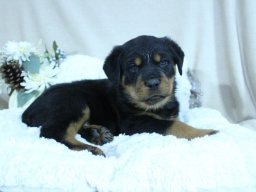 tyson 1